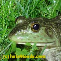 /home//u458753944/public_html/sourcegallery//Frogs/More bullfrogs/P6020085.JPG